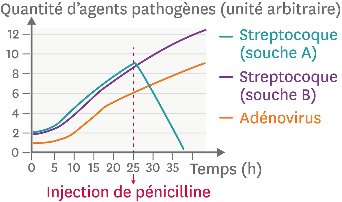 L'effet d'un antibiotique (la pénicilline) contre deux souches différentes d'une bactérie ou un virus.