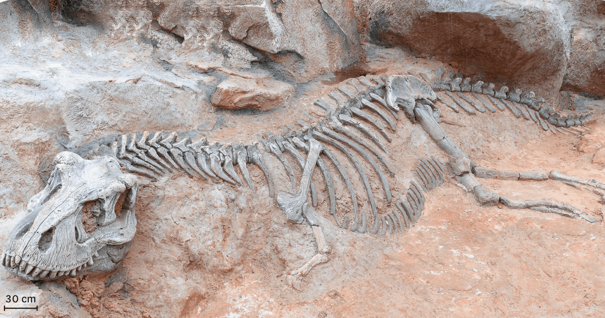 Photographie d'un fossile de tyrannosaure.