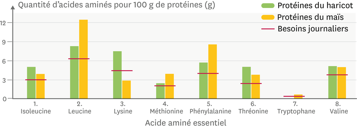 Graphique représentant la quantité des huit acides aminés essentiels dans le haricot et le maïs.