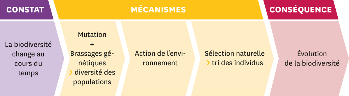 Les idées importantes :
  On constate que la biodiversité change au cours du temps. Cela se fait suite à certains mécanismes : la mutation + le brassage génétique qui crée de la diversité des populations, l'action de l'environnement et la sélection naturelle (= tri des individus). Par conséquent, il y a une évolution de la biodiversité.