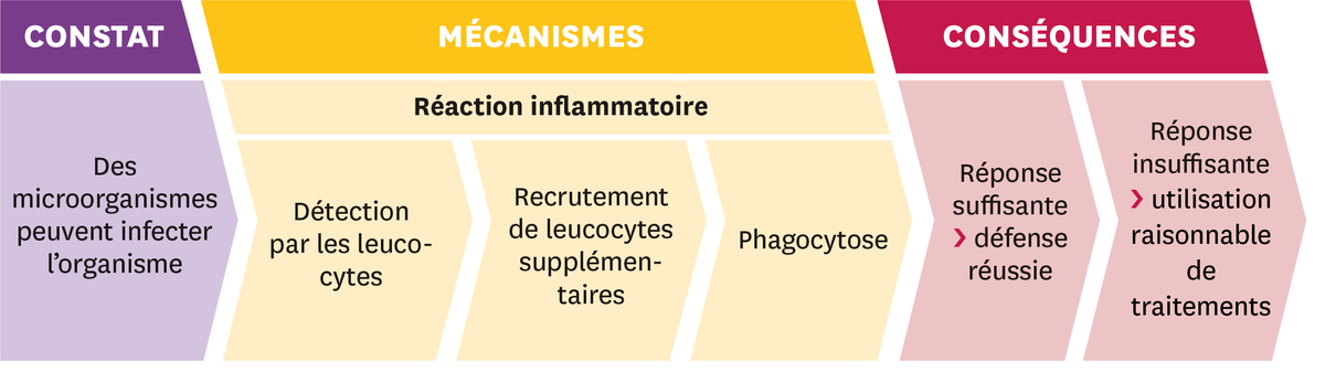 Schéma représentant trois étapes : 1- le constat = Des microorganismes peuvent infecter l'organisme; 2 - les mécanismes = Réaction inflammatoire : Détection par  les leucocytes, Recrutement des leucocytes supplémentaires, phagocytose; et 3 - les conséquences : Réponse suffisante : défense réussie, Réponse insuffisante : utilisation raisonnable de traitement