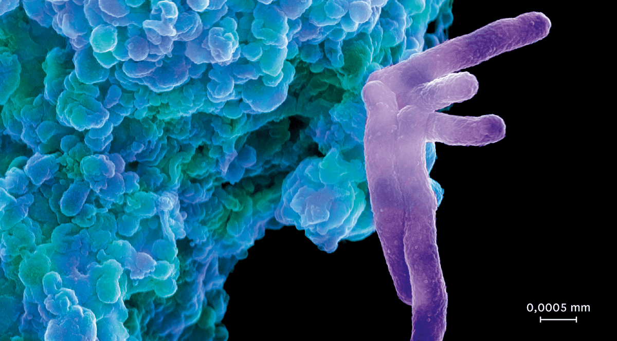 Une cellule immunitaire (en bleu) s'attaquant à une bactérie pathogène (en violet).