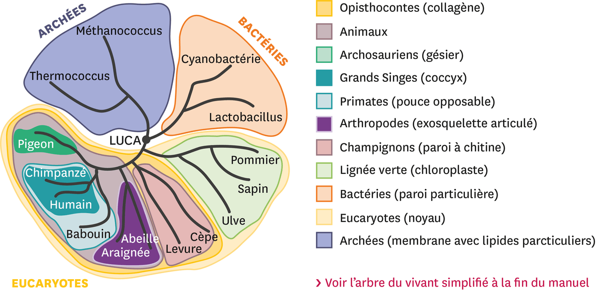 Illustration de l'arbre du vivant