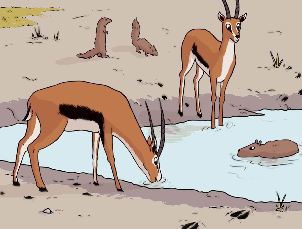 Quelques mammifères vivant près du lac : une illustration représente des antilopes en train de boire.