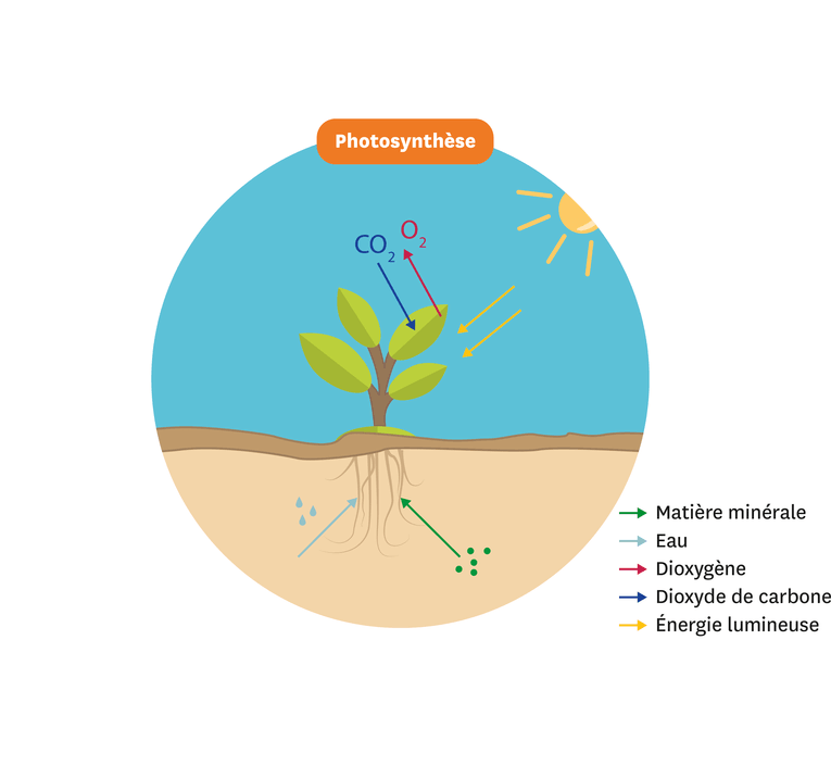Le principe de la photosynthèse.