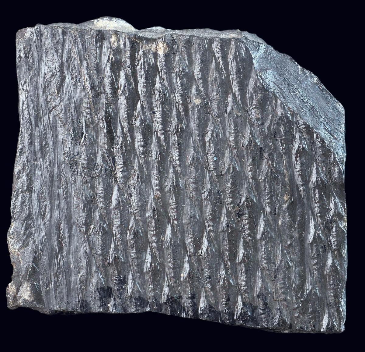 Un morceau de charbon contenant un fossile de lépidodendron (une fougère arborescente) daté du Carbonifère.