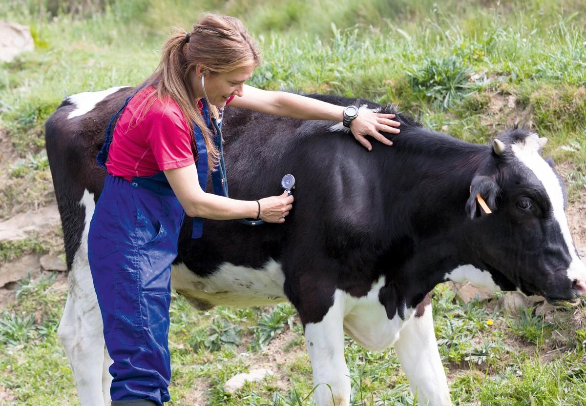 Photographie de Manon V. en train d'ausculter une vache