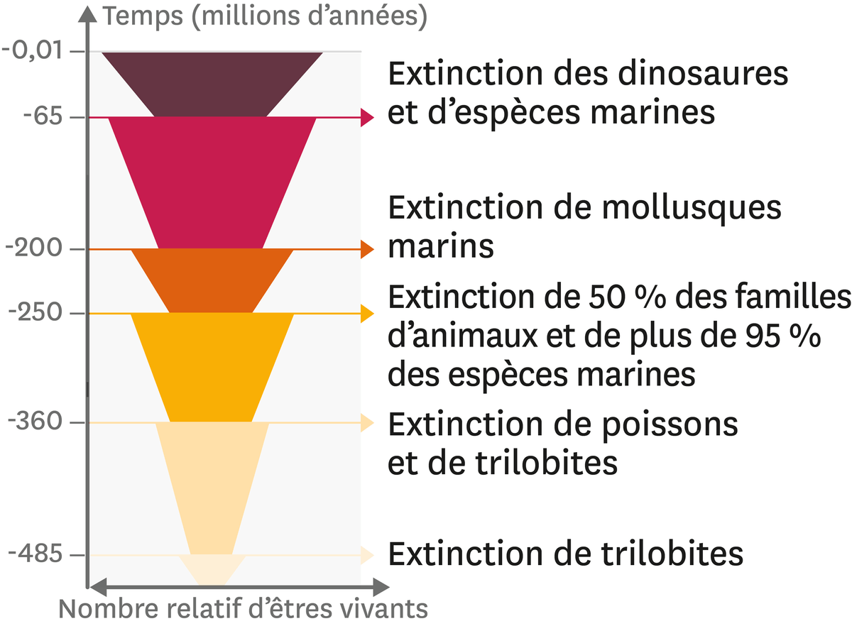 Graphique représentant le nombre relatif de groupes d'êtres vivants au cours des temps géologiques.