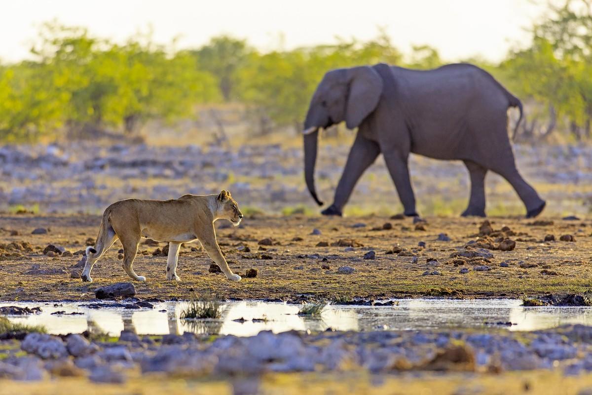 Photographie d'une lionne et d'un éléphant, en Namibie.