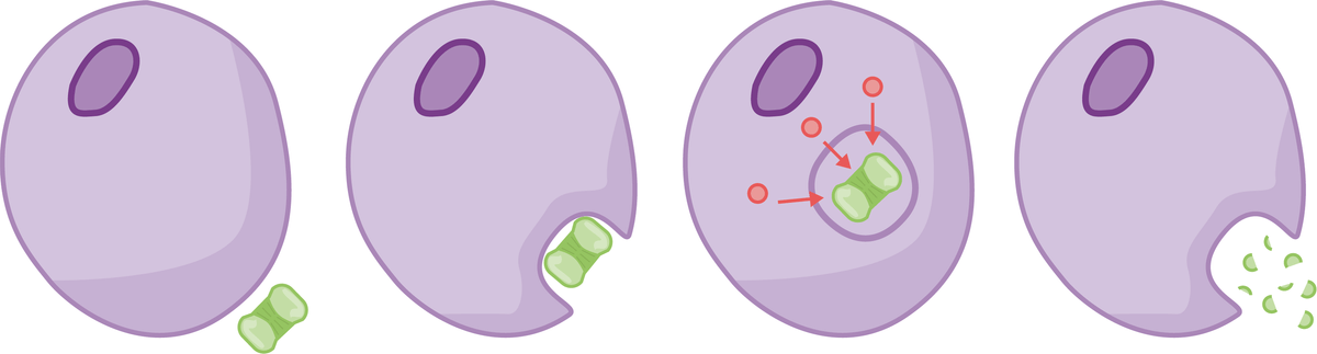 <stamp theme='svt-green1'>Doc. 2</stamp> Schéma de phagocytose.