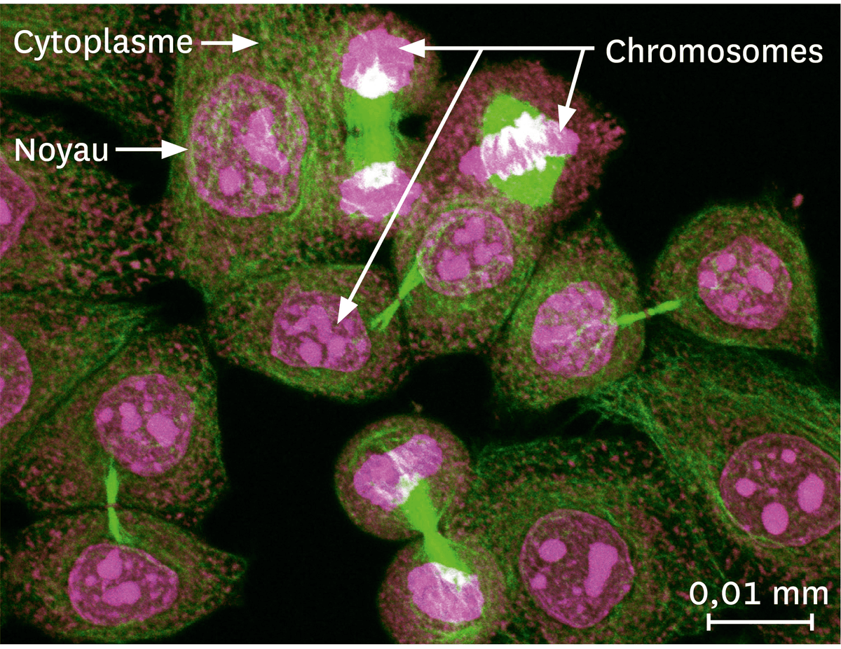 Une observation par microscopie à fluorescence d'une culture de cellules humaines en train de se multiplier.