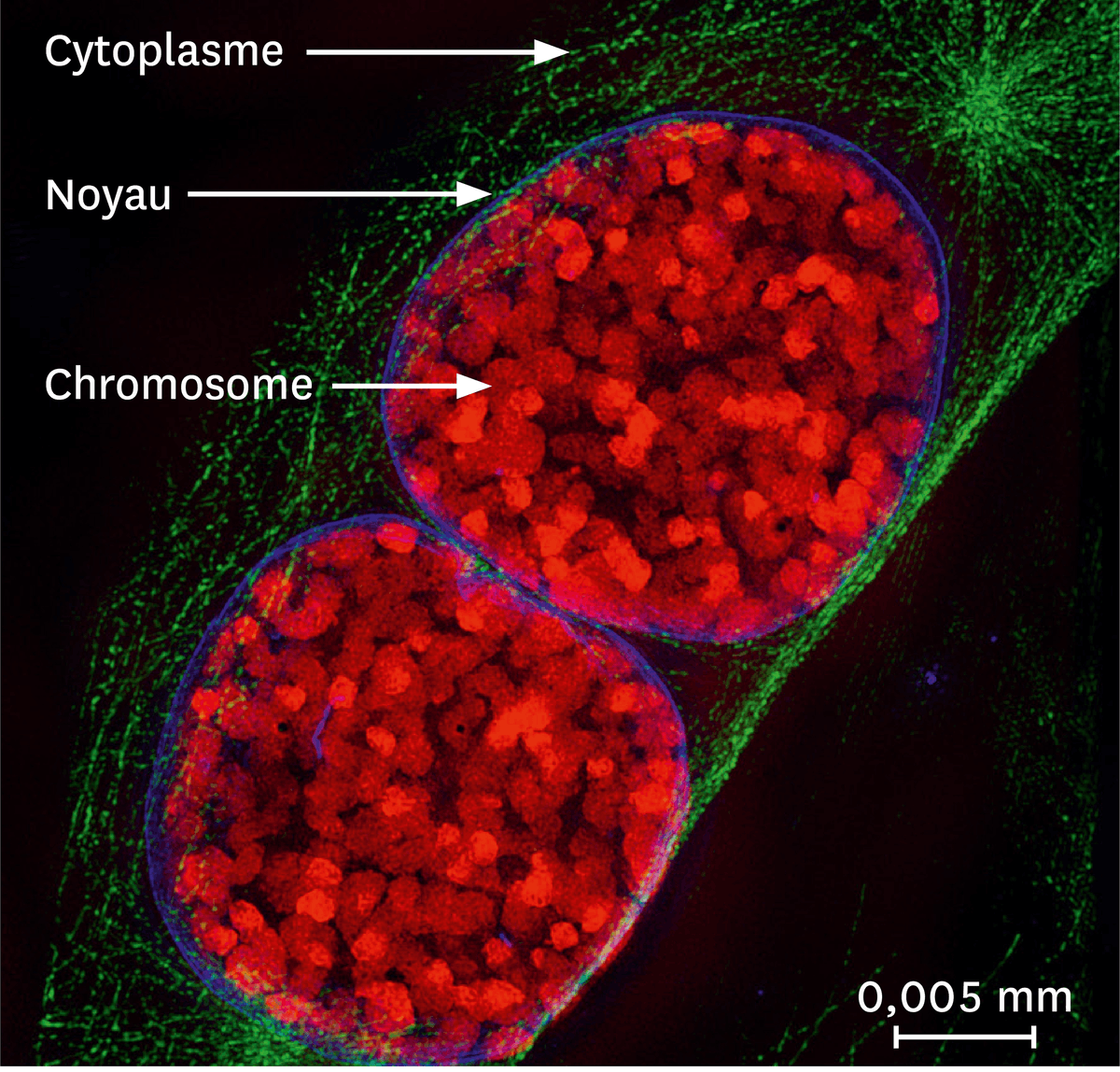 Une observation par microscopie à fluorescence de noyaux de souris.