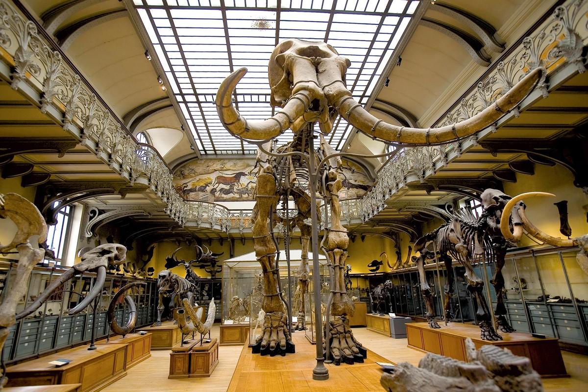 Un squelette de mammouth au Muséum d'histoire naturelle à Paris.