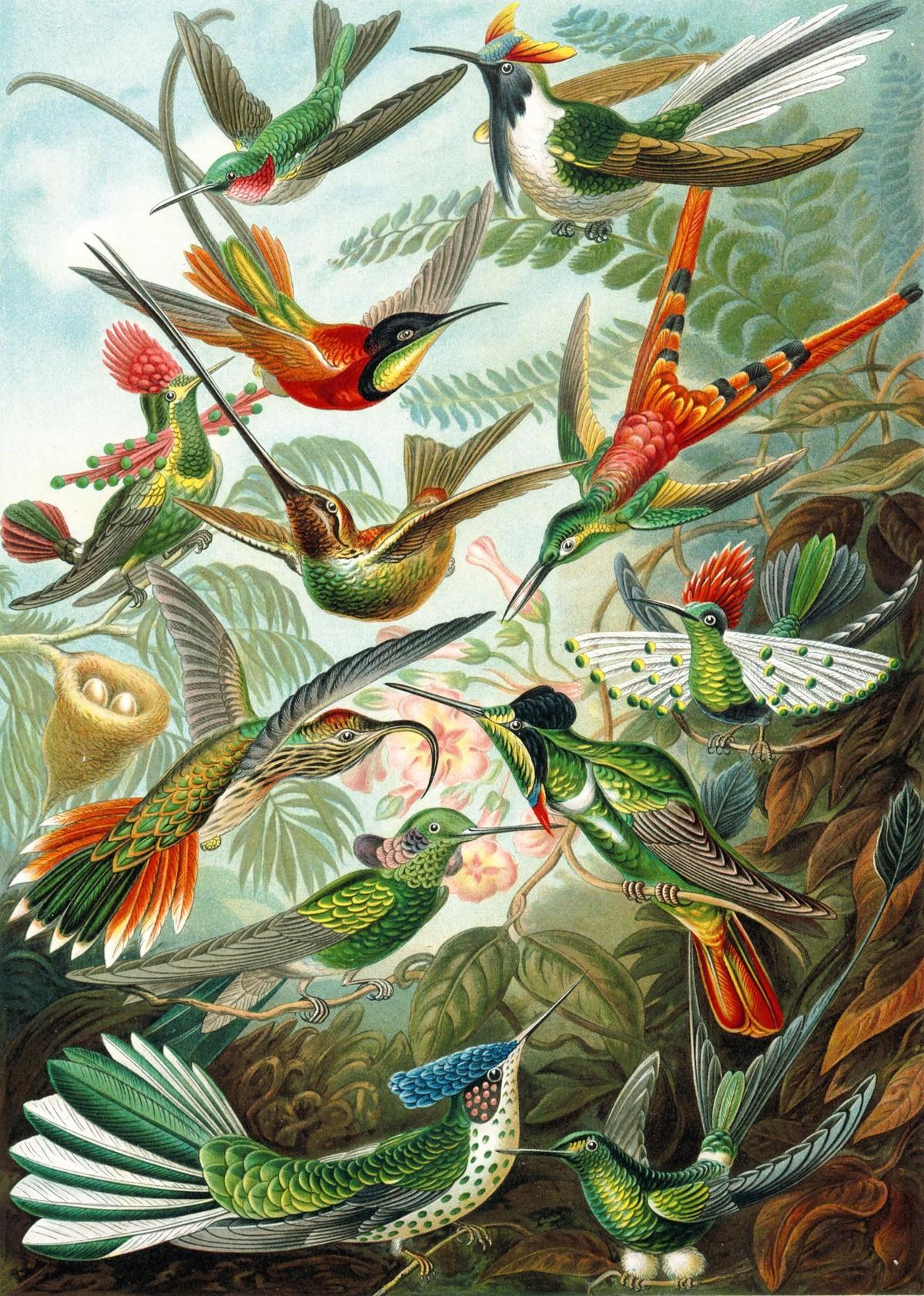 La diversité des colibris mâles