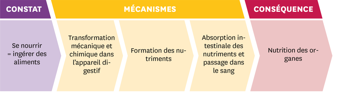 Les idées importantes: Constat = se nourrir = ingérer des aliments. Mécanismes = transformation mécanique et chimique dans l'appareil digestif > formation des nutriments > absorption intestinale des nutriments et passage dans le sang. Conséquence = nutrition des organes.