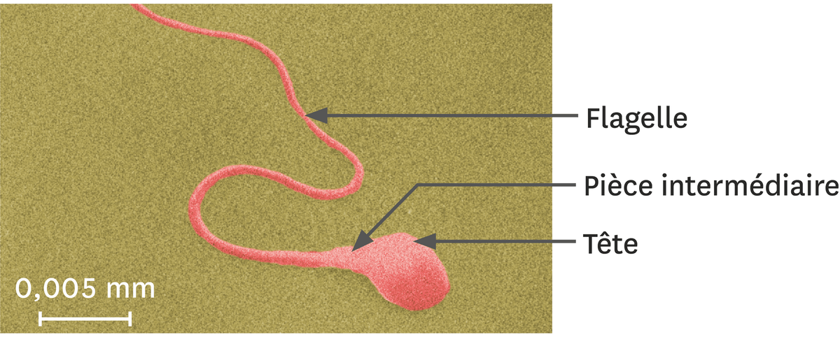 Un spermatozoïde observé au microscope électronique à balayage (image colorisée).
