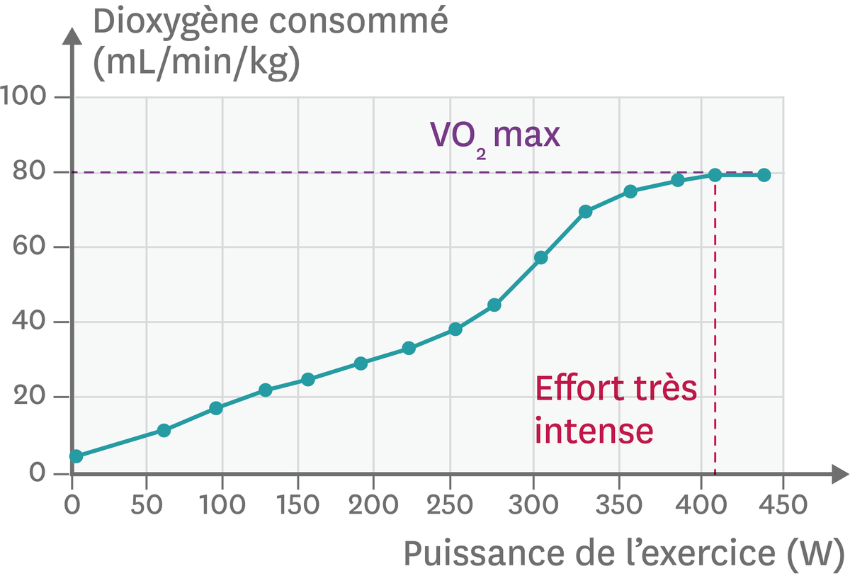 Graphique montrant la consommation de dioxygène lors d'un effort.