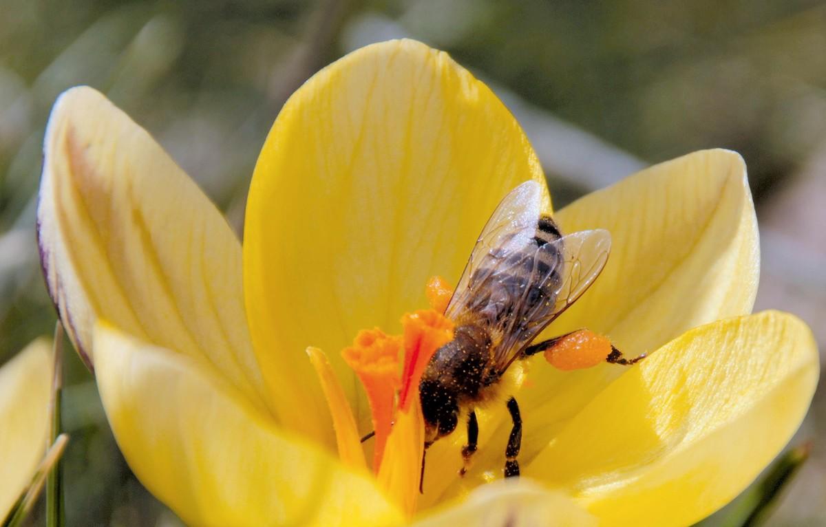 Pollinisation par une abeille.