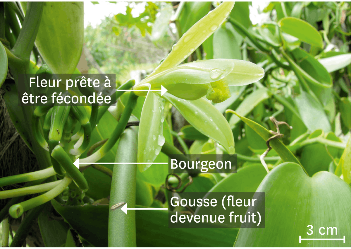 L'orchidée Vanilla planifolia. On peut voir : la fleur prête à être fécondée, le bourgeon et la gousse (fleur devenue fruit)