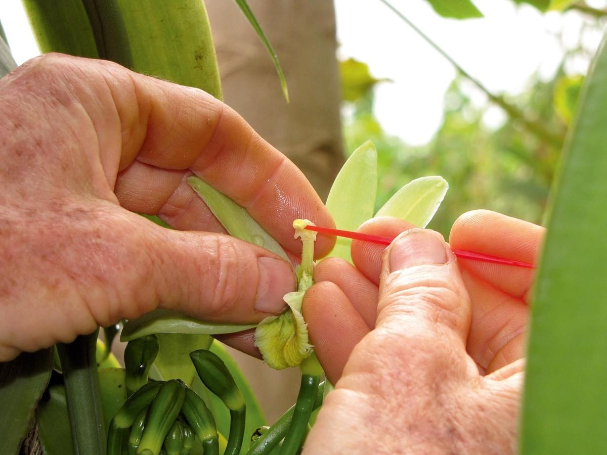 La pollinisation manuelle de l'orchidée Vanilla planifol.