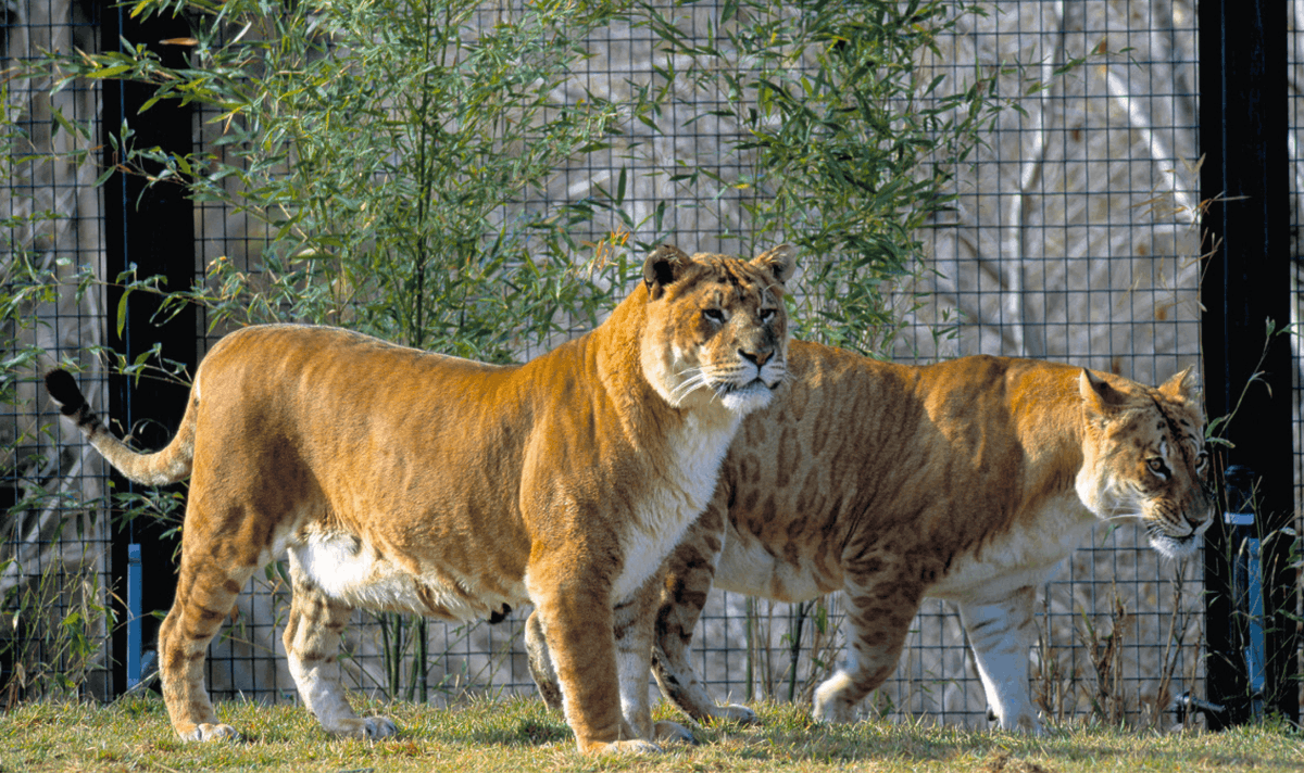 Photographie de Deux tigrons dans un zoo.