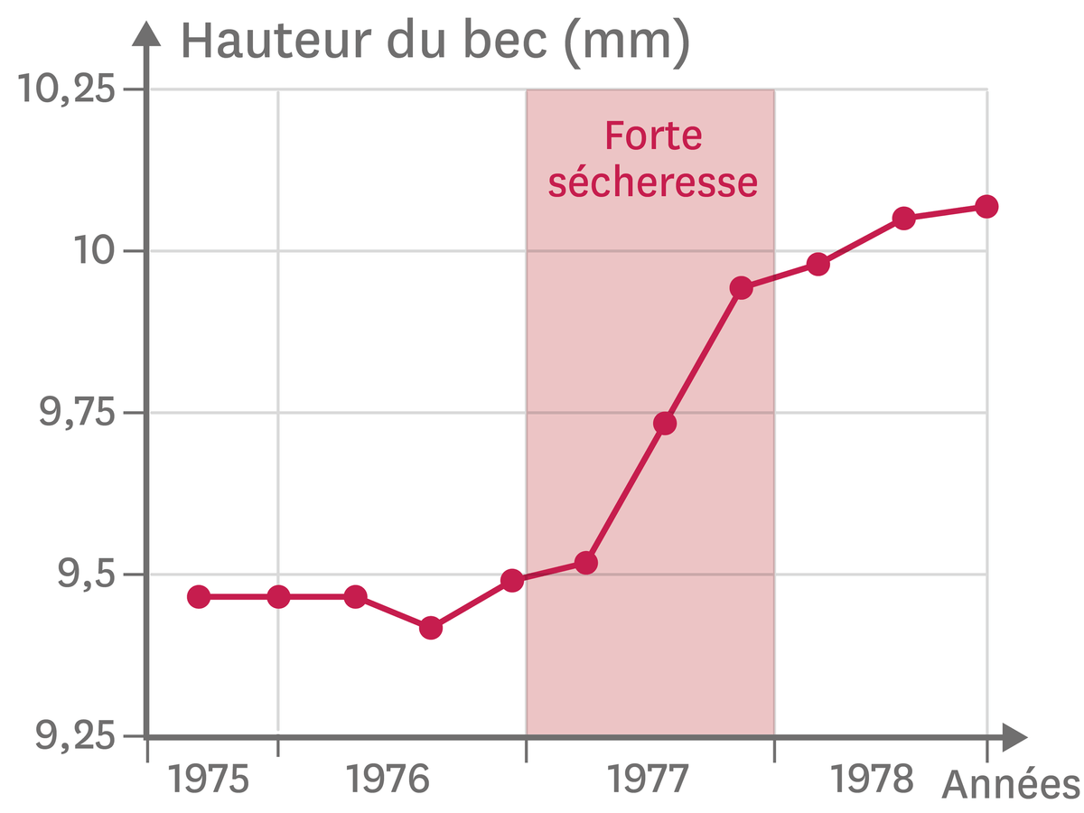 Graphique démontrant l'augmentation de la hauteur du bec des pinsons au fil des années