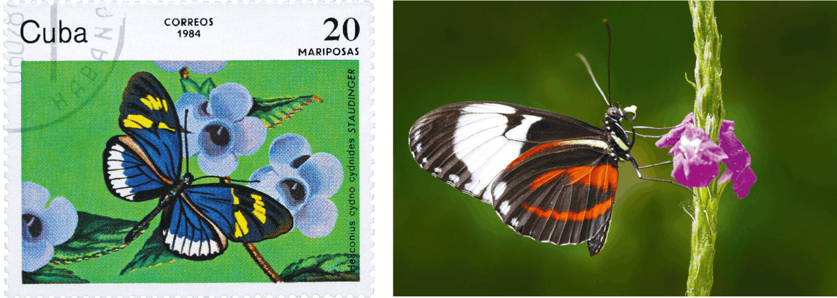 Une photographie de papillon et une illustration de papillon sur un timbre cubain