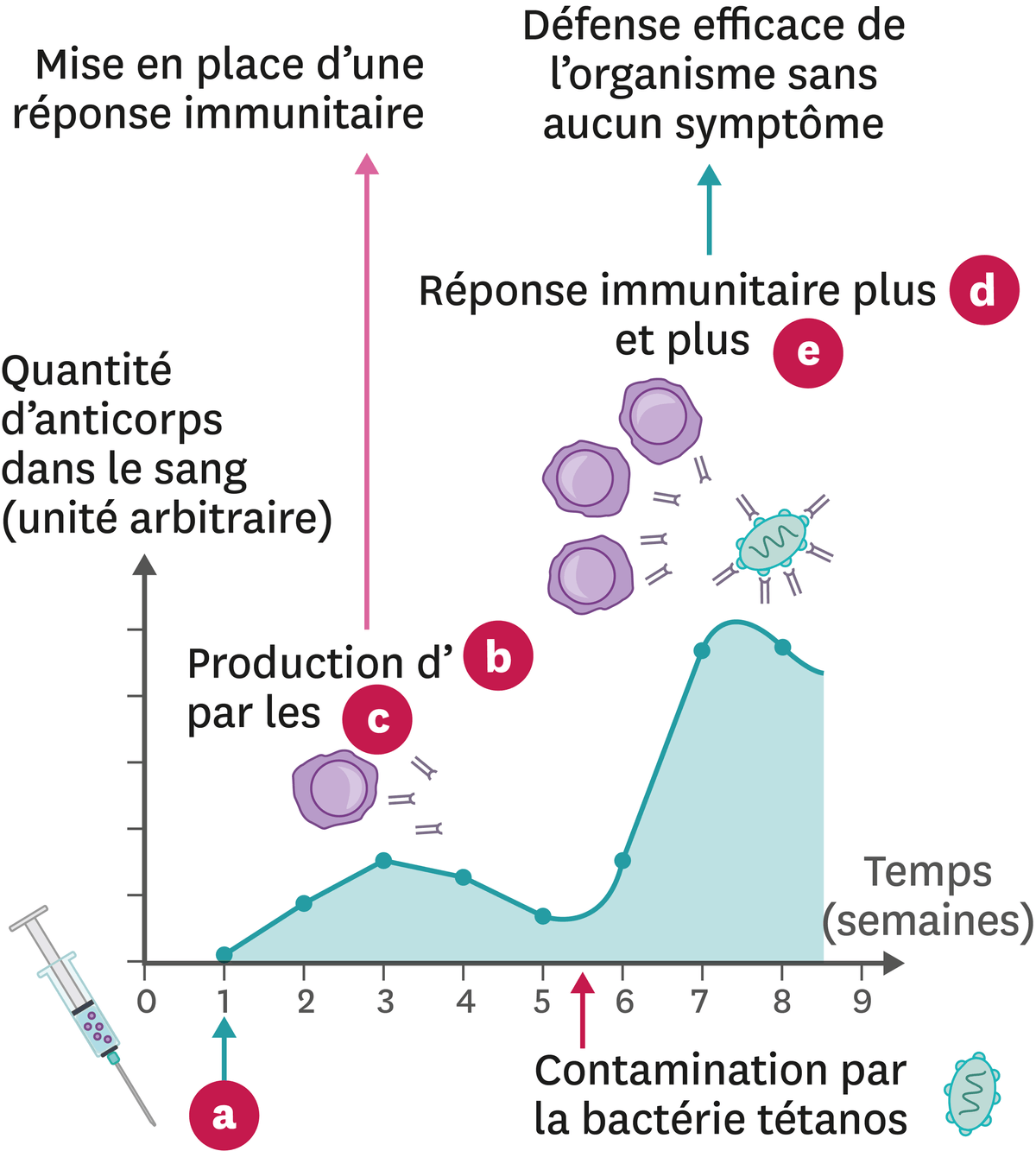 Schéma de la mémoire immunitaire.
