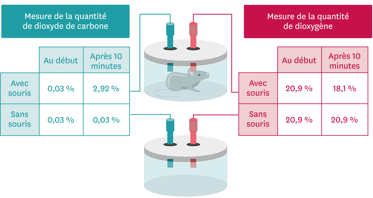 Schéma sur les mesures des échanges gazeux chez une souris. Mesure de la quantité de dioxyde de carbone - avec souris : au début 0,03%, après 10min 2,92%. - Sans souris : au début 0,03%, après 10min 0,03%. Mesure de la quantité de dioxygène : - avec souris : au début 20,9%, après 10min 18,1%. - Sans souris : au début 20,9%, après 10min : 20,9%.