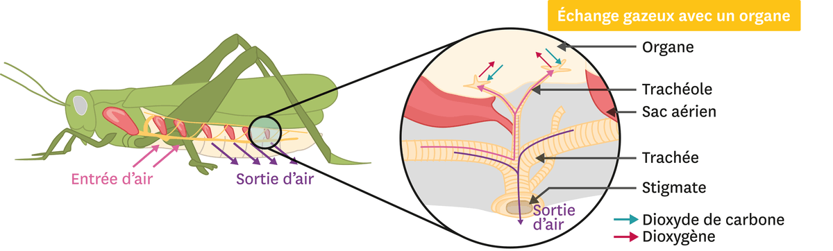 Schéma représentant les trachées d'un criquet.