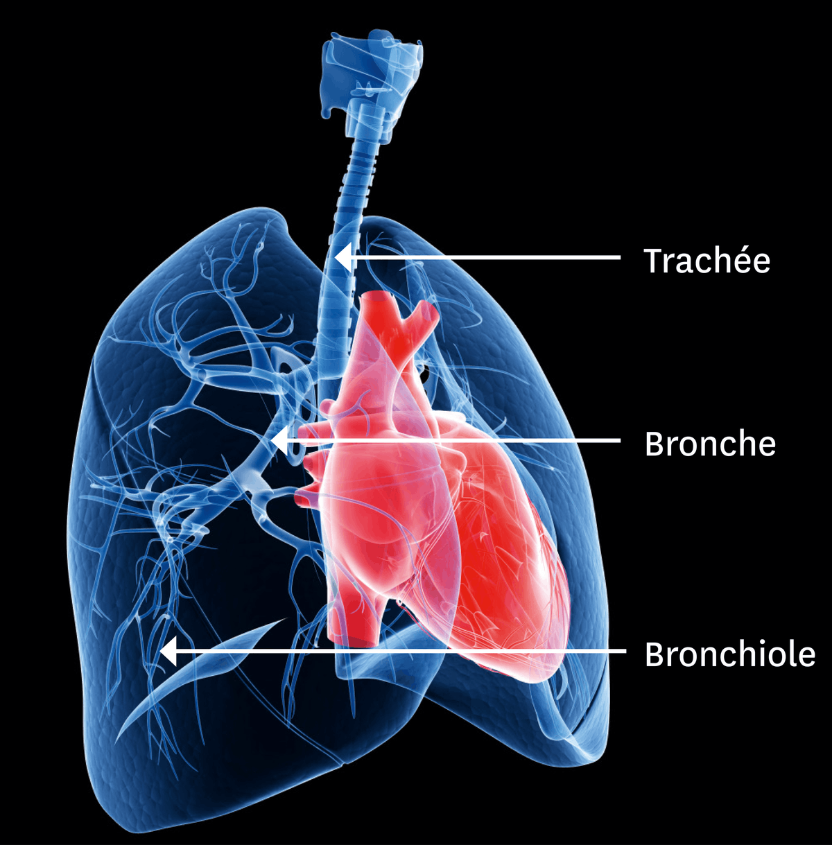Schéma de l'organisation des poumons chez les mammifères.