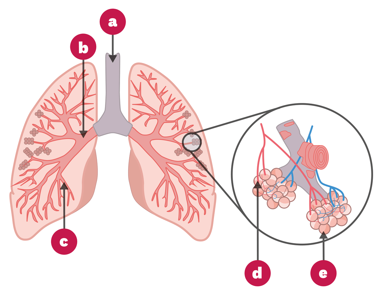 Schéma de l'appareil respiratoire humain.