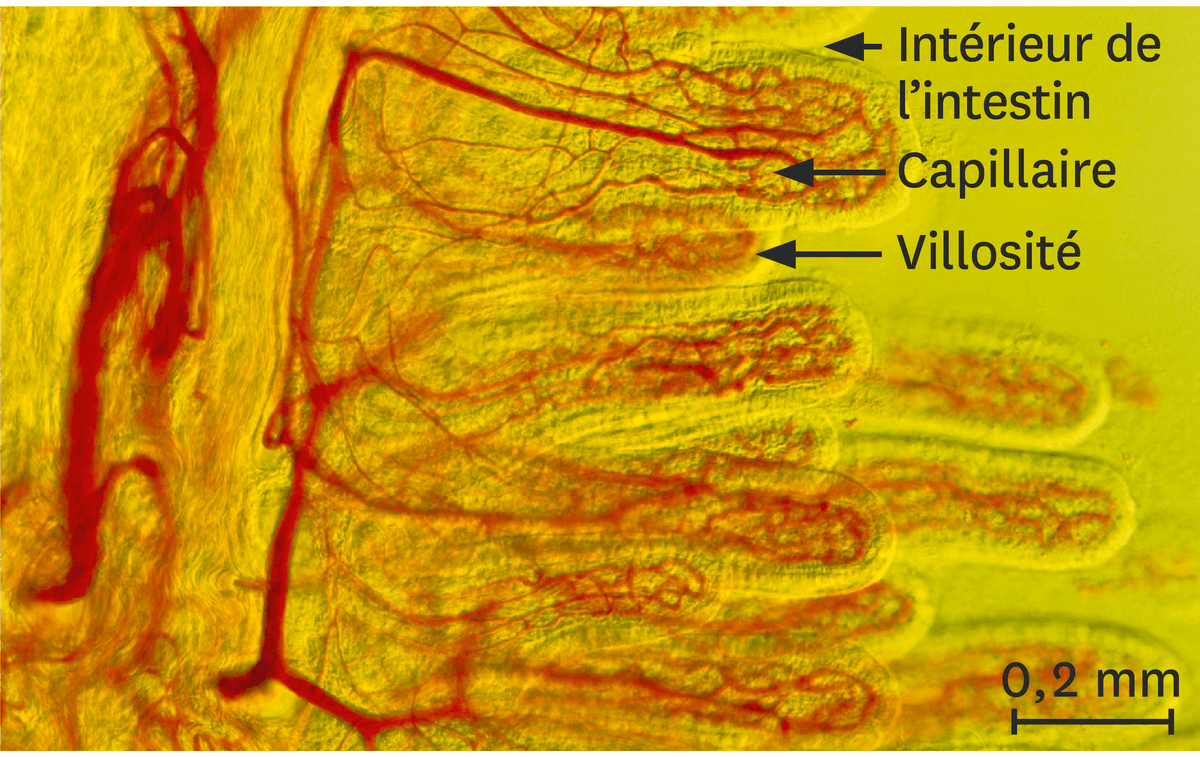 Une observation au microscope optique d'une coupe transversale d'intestin grêle : intérieur de l'intestin, capillaire et villosité.