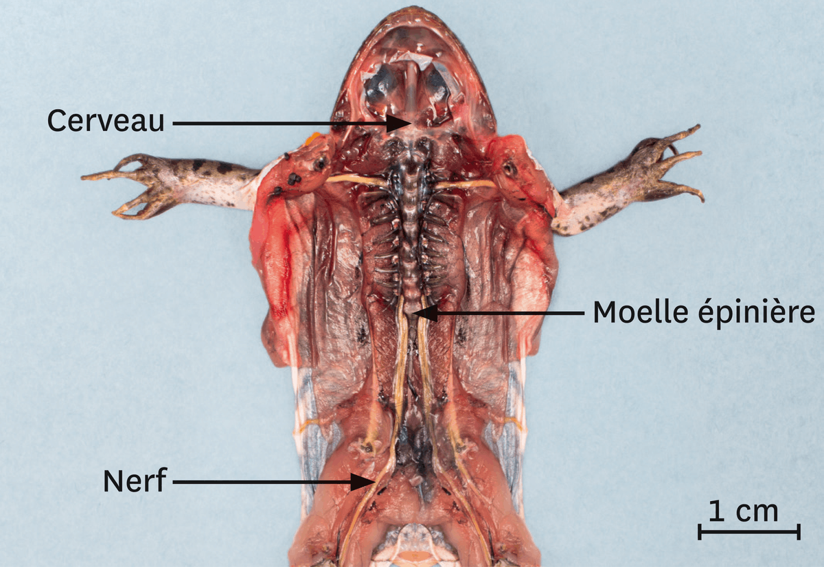 Une dissection du système nerveux de la grenouille.