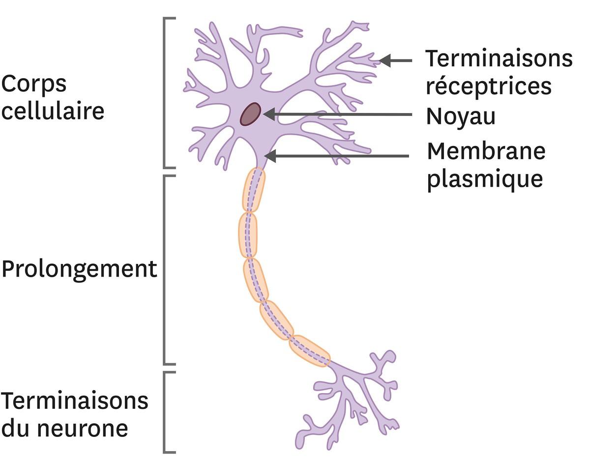 La morphologie d'un neurone.