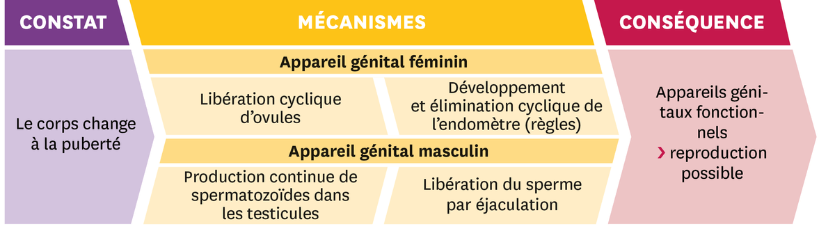 Schéma représentant trois étapes : 1- le constat = Le corps change à la puberté ; 2 - les mécanismes = Appareil génital féminin et l'appareil génital masculin ; et 3 - les conséquences : appareils génitaux fonctionnels : reproduction possible, tectonique des plaques