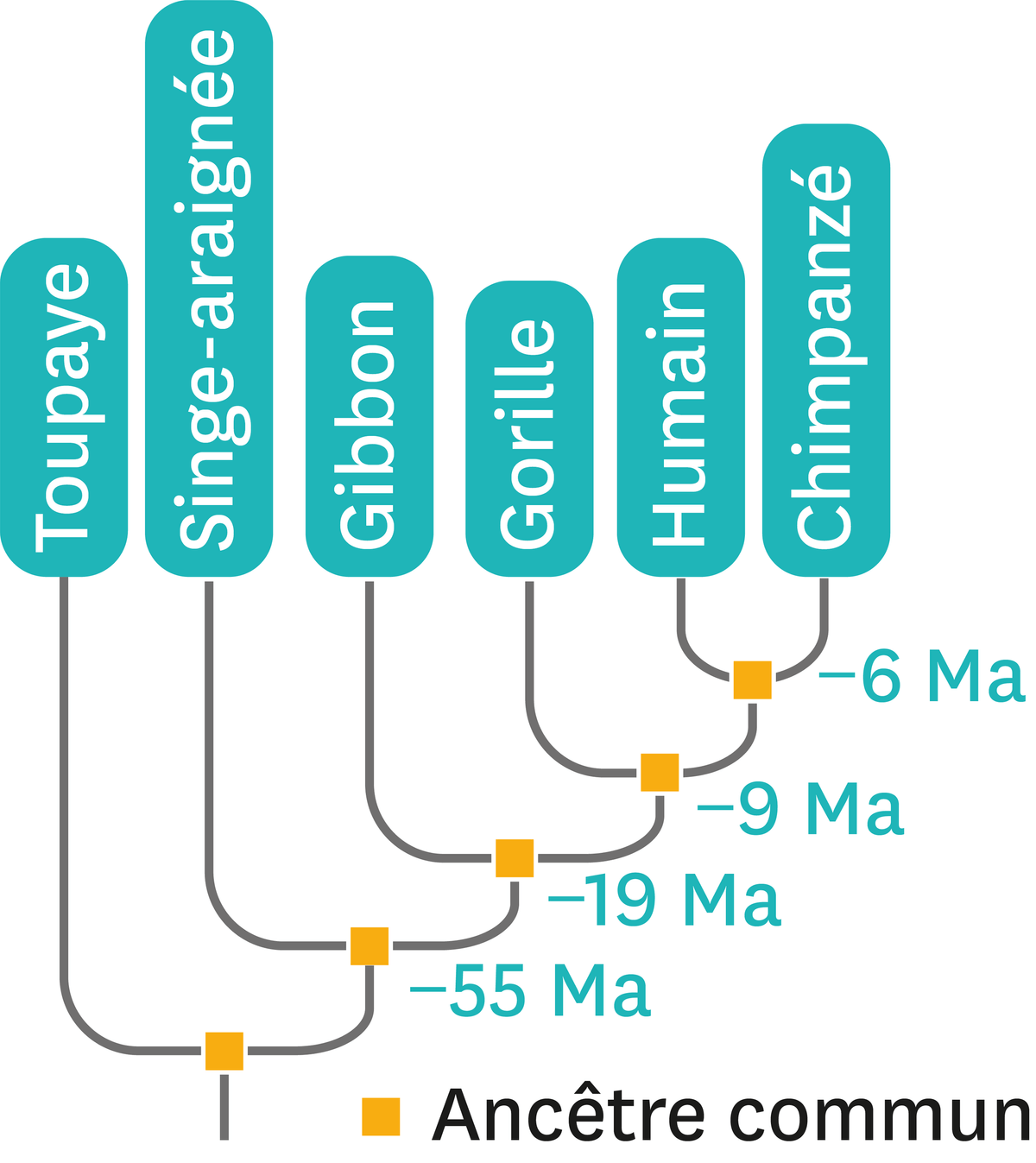 L'arbre de parenté de quelques espèces de primates.