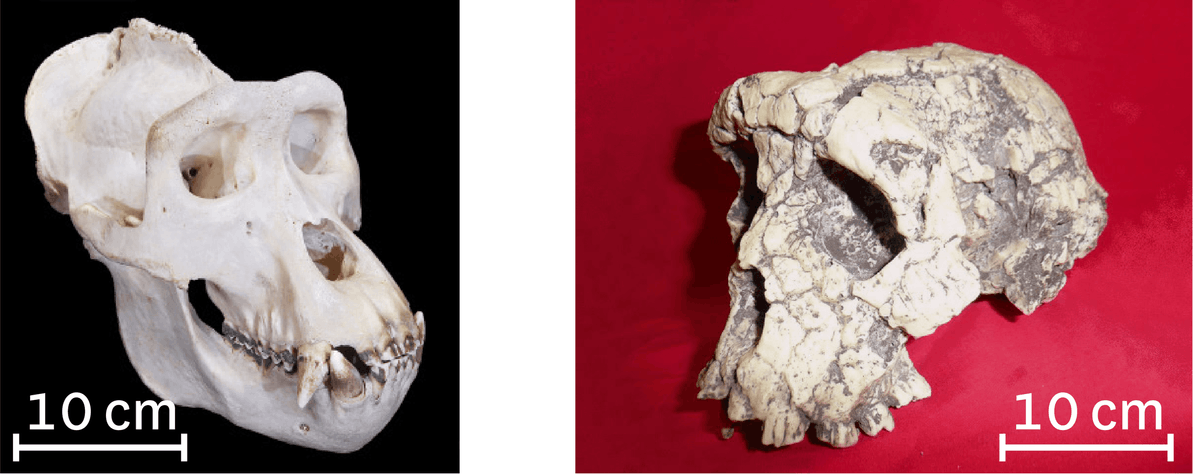 Comparaison du crâne d'un gorille (à gauche) et du crâne de Toumaï (à droite).