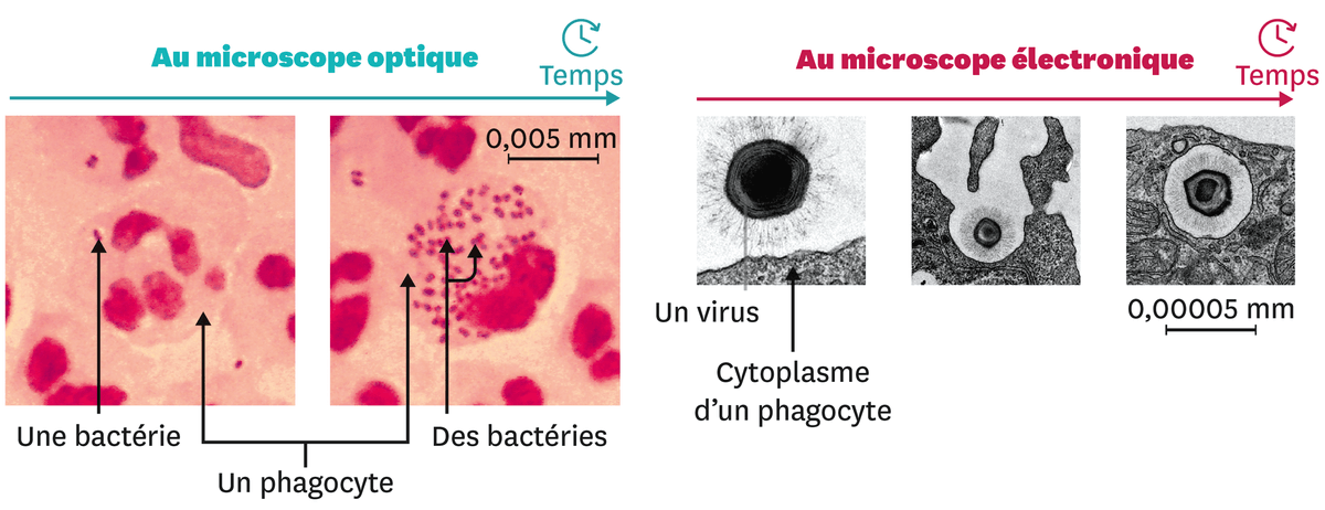 Le mode d'élimination des microorganismes par les phagocytes.