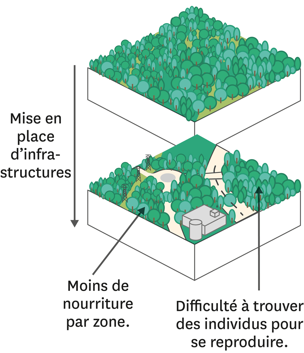 Représentation de la fragmentation d'un écosystème forestier suite aux aménagements par l'Homme.