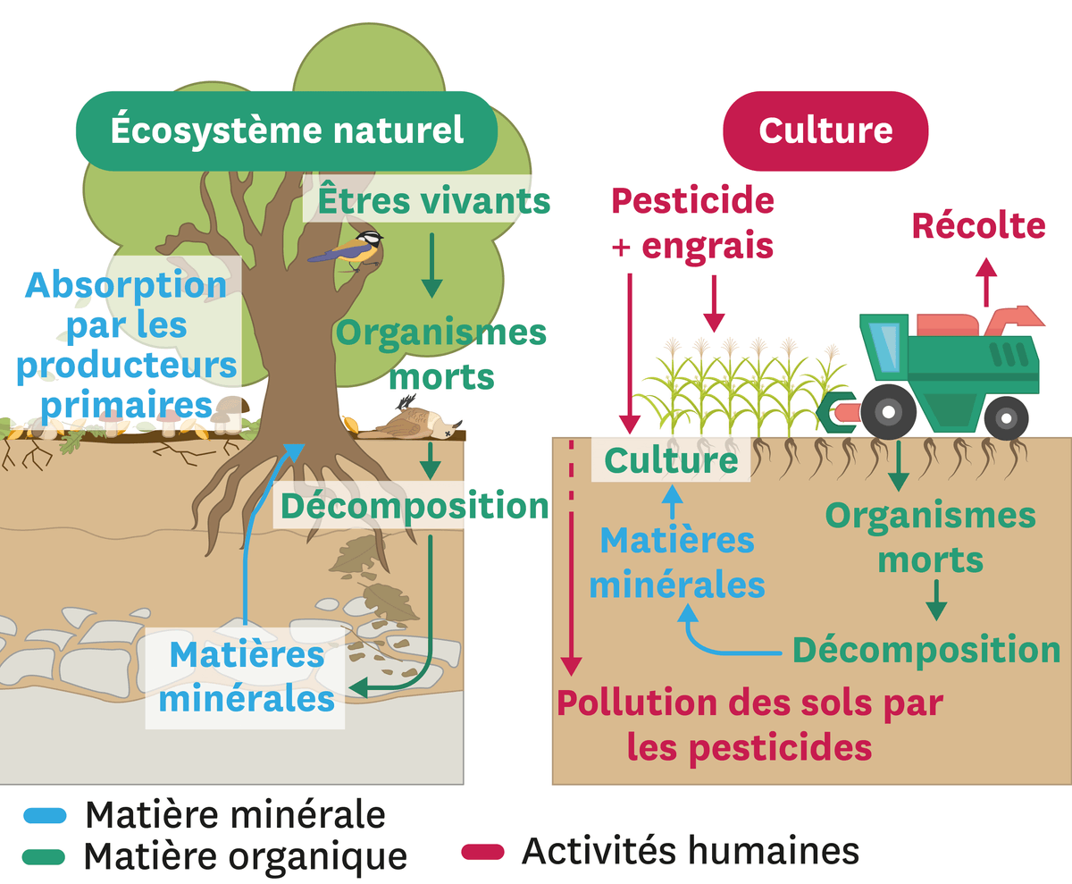 Schéma sur les échanges de matière dans un écosystème naturel et dans une culture.