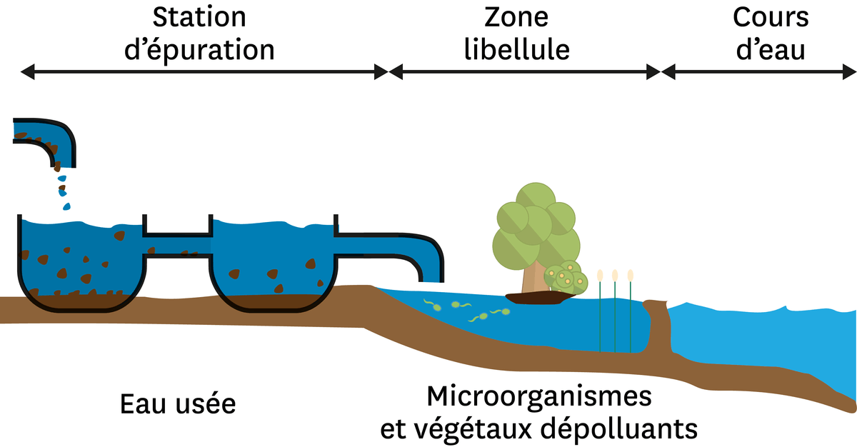 Illsutration d'une zone humide artificielle entre une station d'épuration et un cours d'eau.