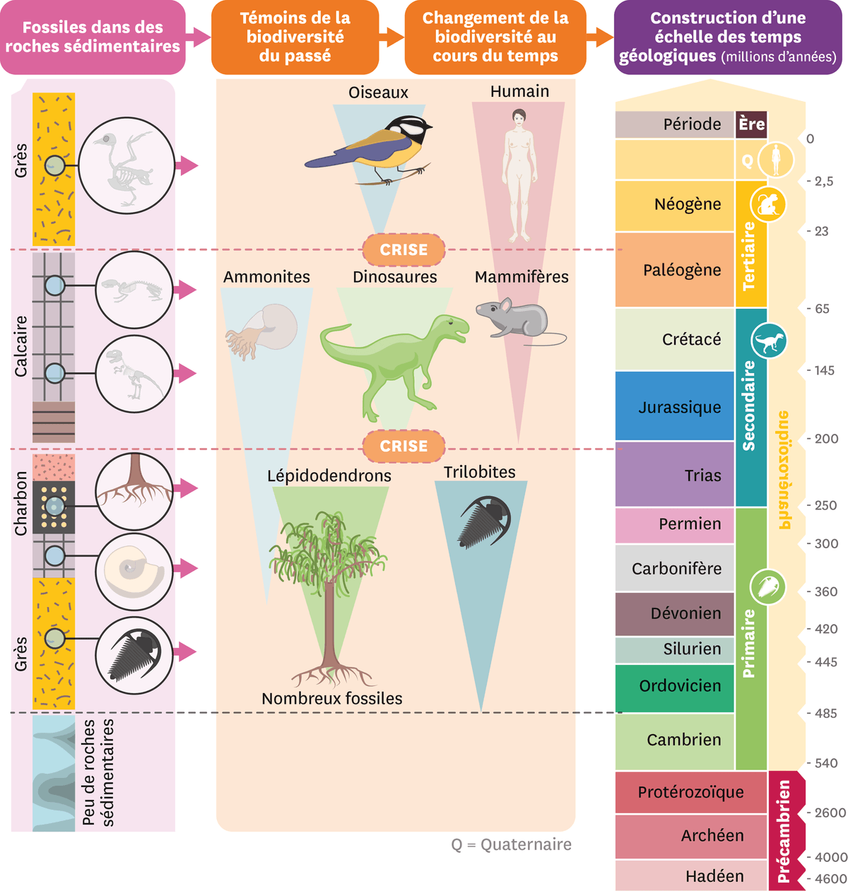 Schéma dela modification de la biodiversité au court du temps