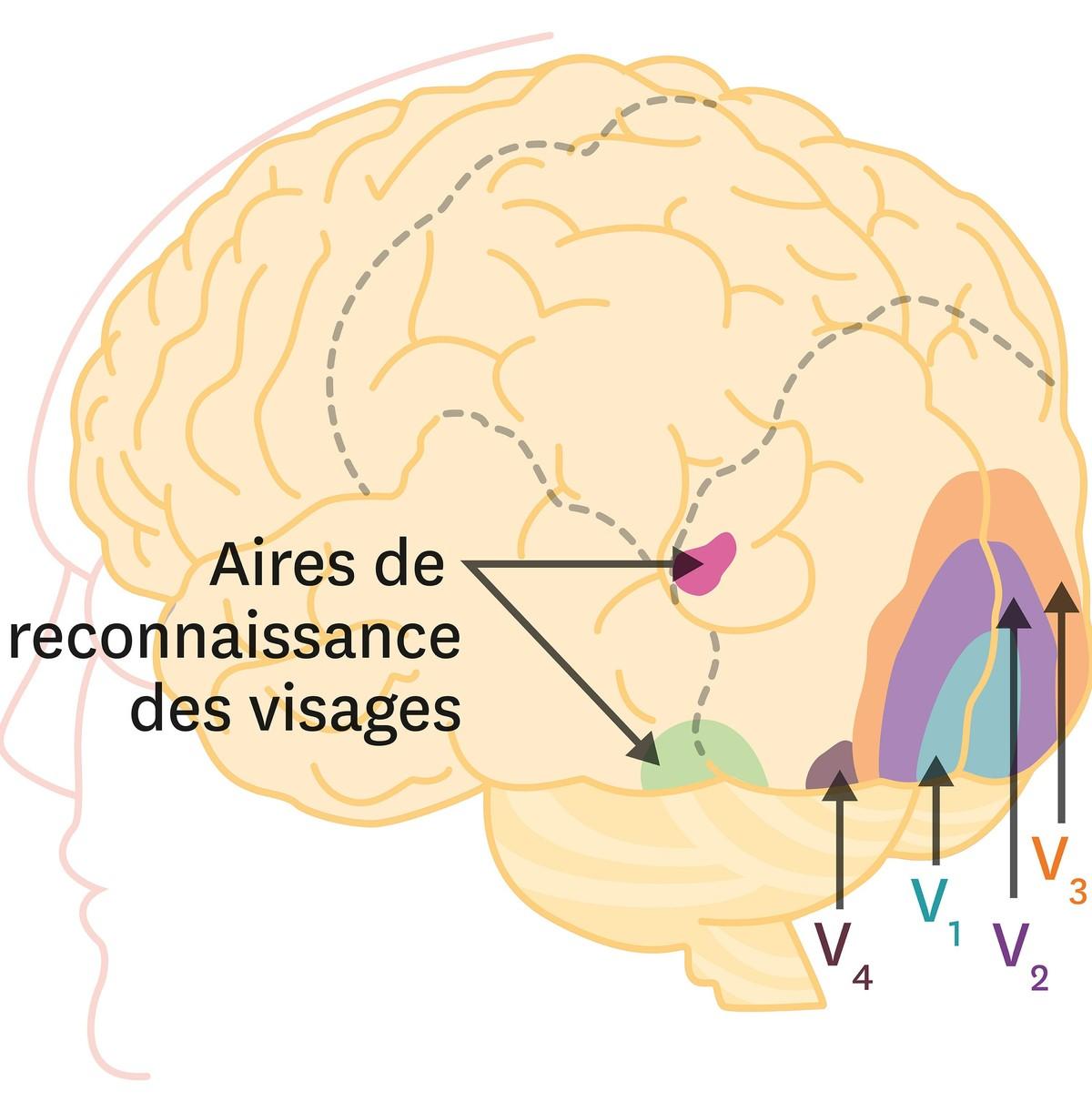 Illustration des zones d'activation du cerveau lors de stimulations visuelles.