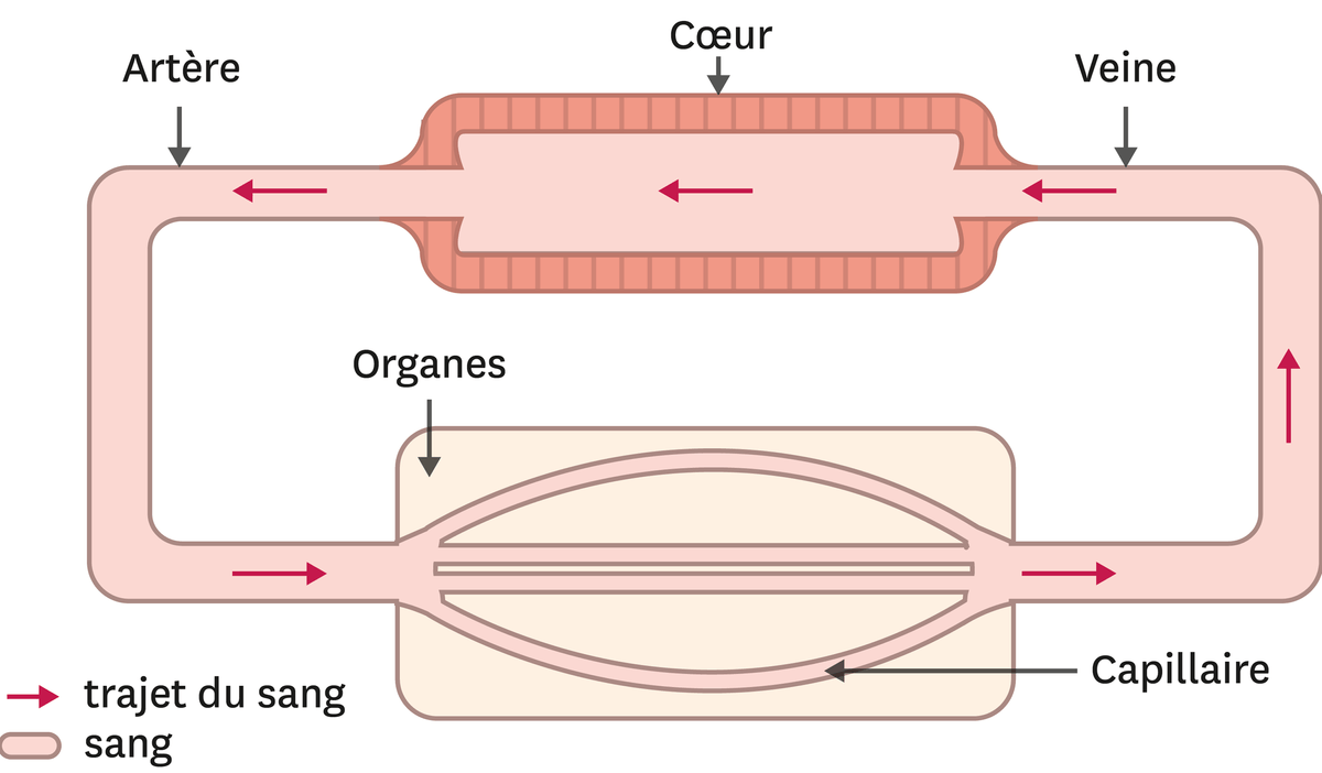 L'appareil circulatoire simplifié d'un organisme vertébré comme la grenouille : le sang passe par le coeur, puis par une artère en direction des organes. Pour alimenter l'organe entier le sang se répand entre différent capillaires, puis il retourne au coeur.