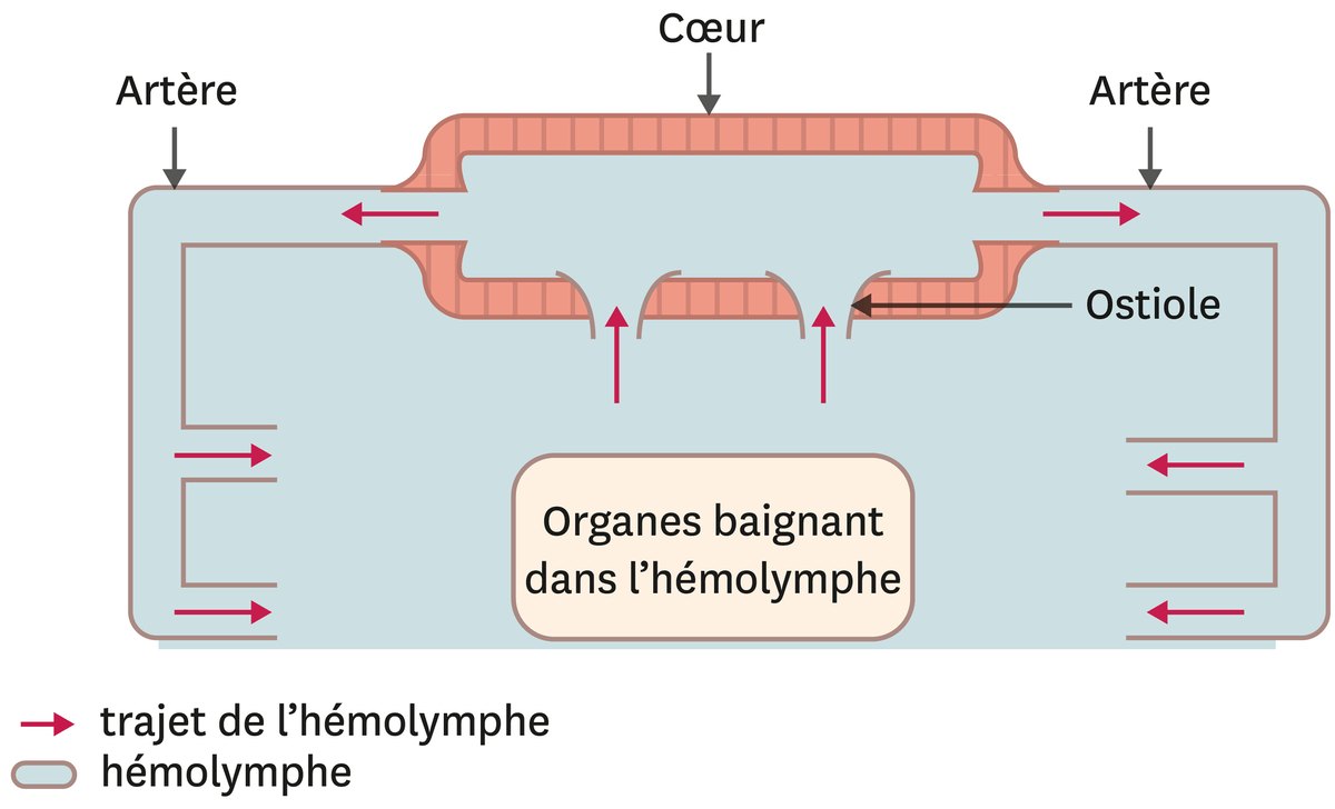 L'appareil circulatoire des arthropodes comme l'écrevisse : les organes baignent dans l'hémolymphe. Le coeur fait circuler l'hémolymphe par des artères allant jusqu'aux organes puis l'hémolymphe retroune dans le coeur. 