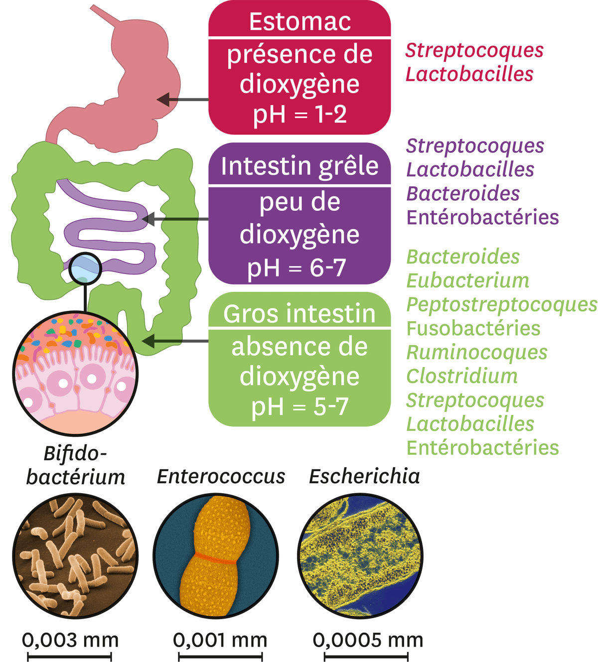 Schéma sur la diversité du microbiote le long du tube digestif.