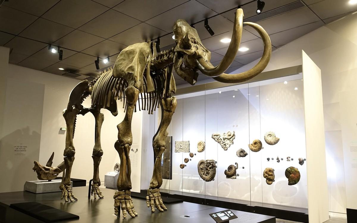 Un squelette de mammouth découvert à Lyon et exposé au musée des Confluences.