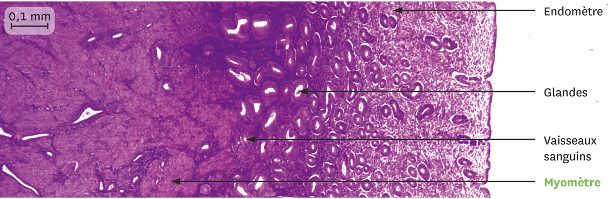 Une coupe de la muqueuse utérine juste après les règles observée au microscope optique.