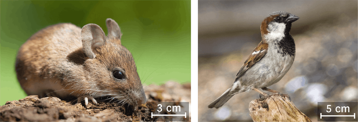 Des animaux présents dans la carrière de Gandaillat : un petit rongeur et des petits oiseaux